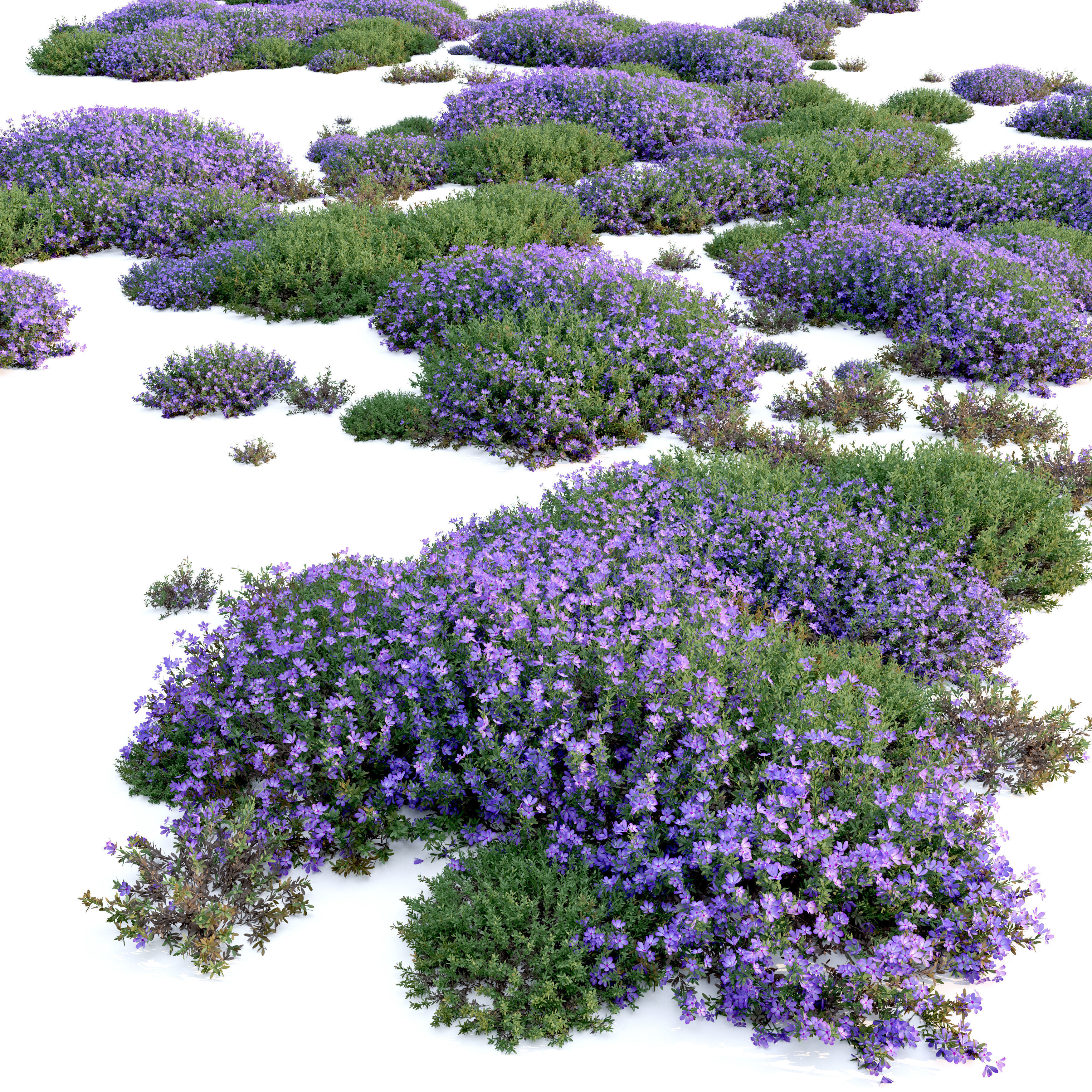 Mediterranean bush 3D model_1