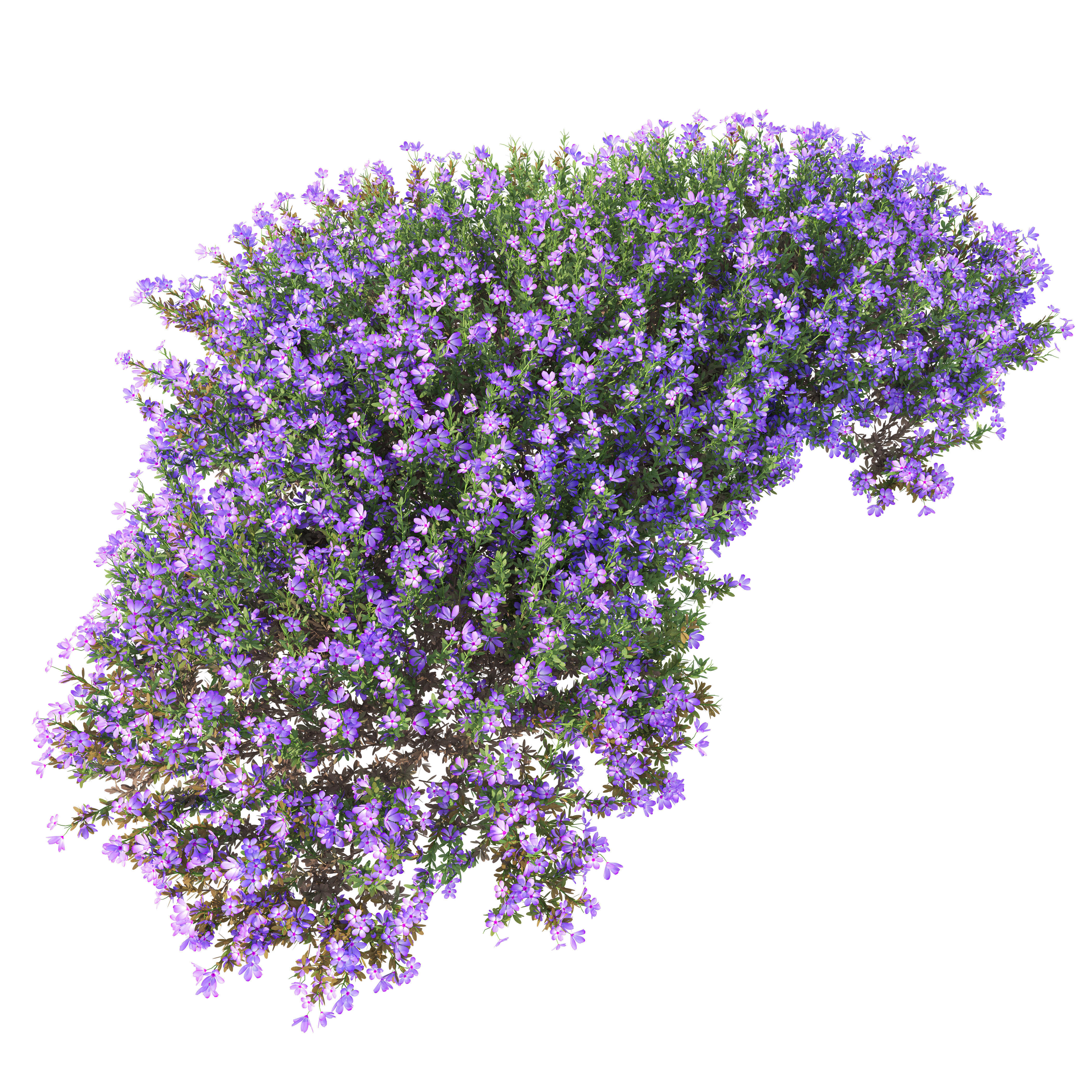 Mediterranean bush 3D model_3
