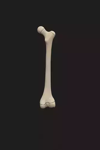 Realistic Human Femur Bone 3D Model