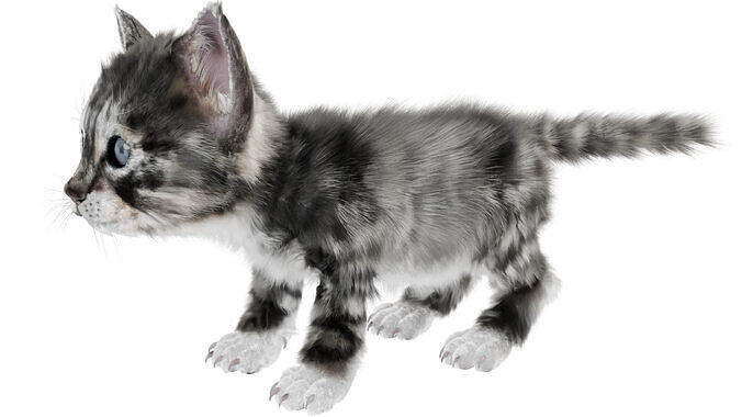 Kitten 3D model