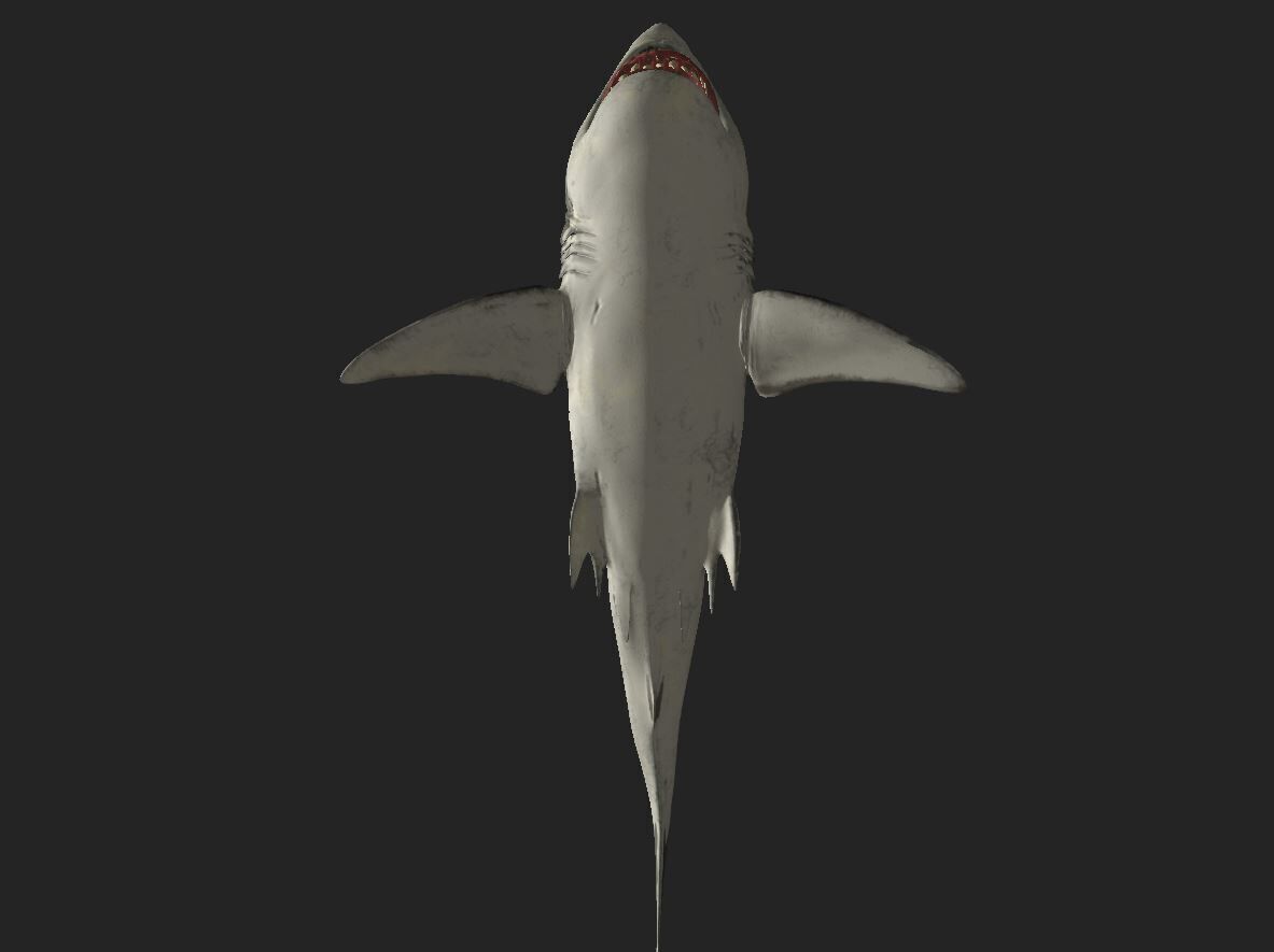 Great White Angry Shark - Ocean Fish 3D model_9