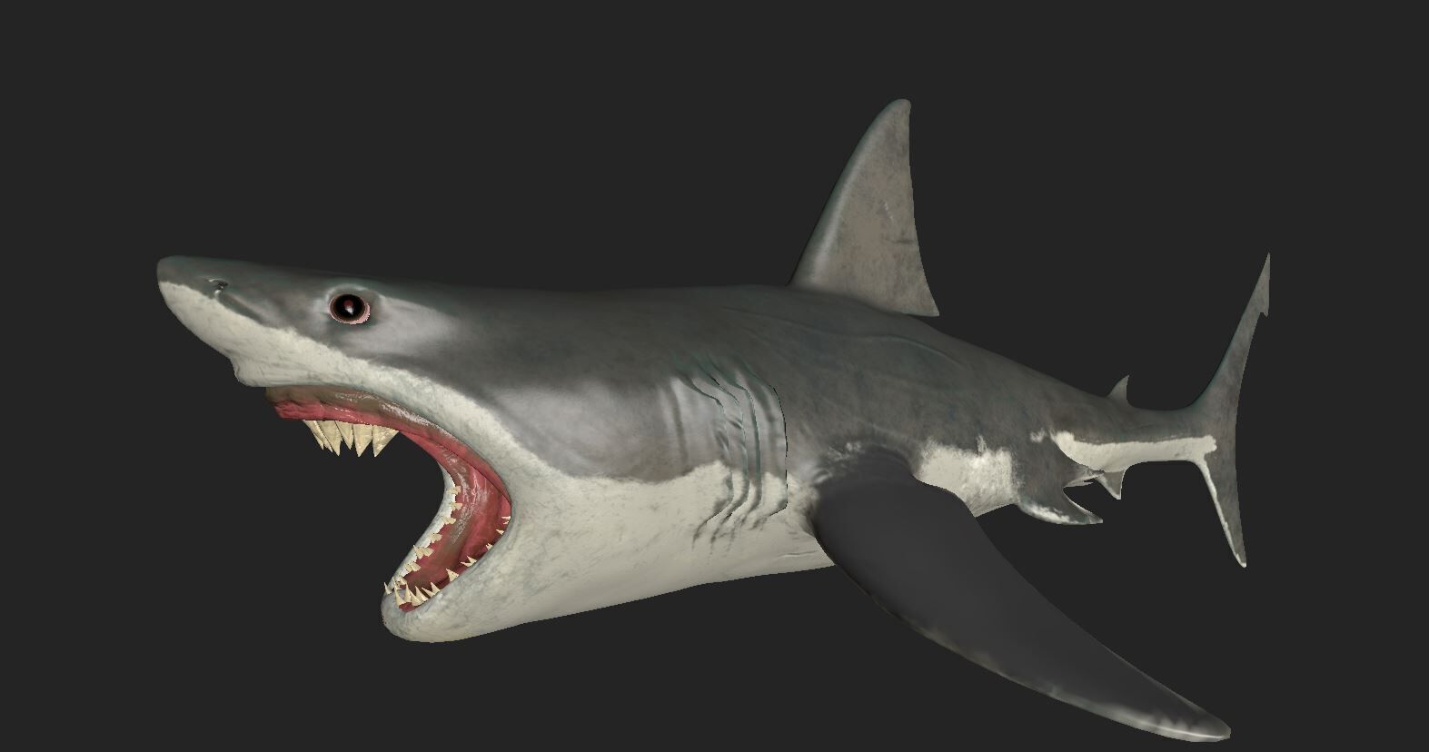 Great White Angry Shark - Ocean Fish 3D model_7