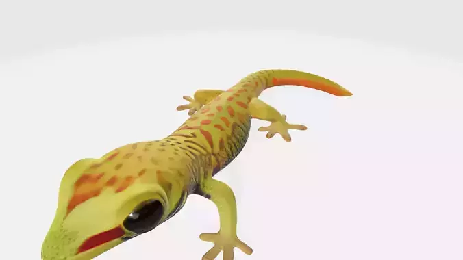 Cute Gecko Lizzard Realistic Model High Poly