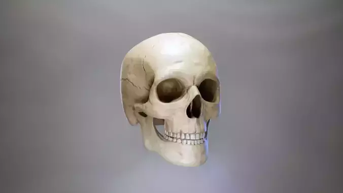 Realistic Human Skull  High-Poly 3D Model for Anatomy 