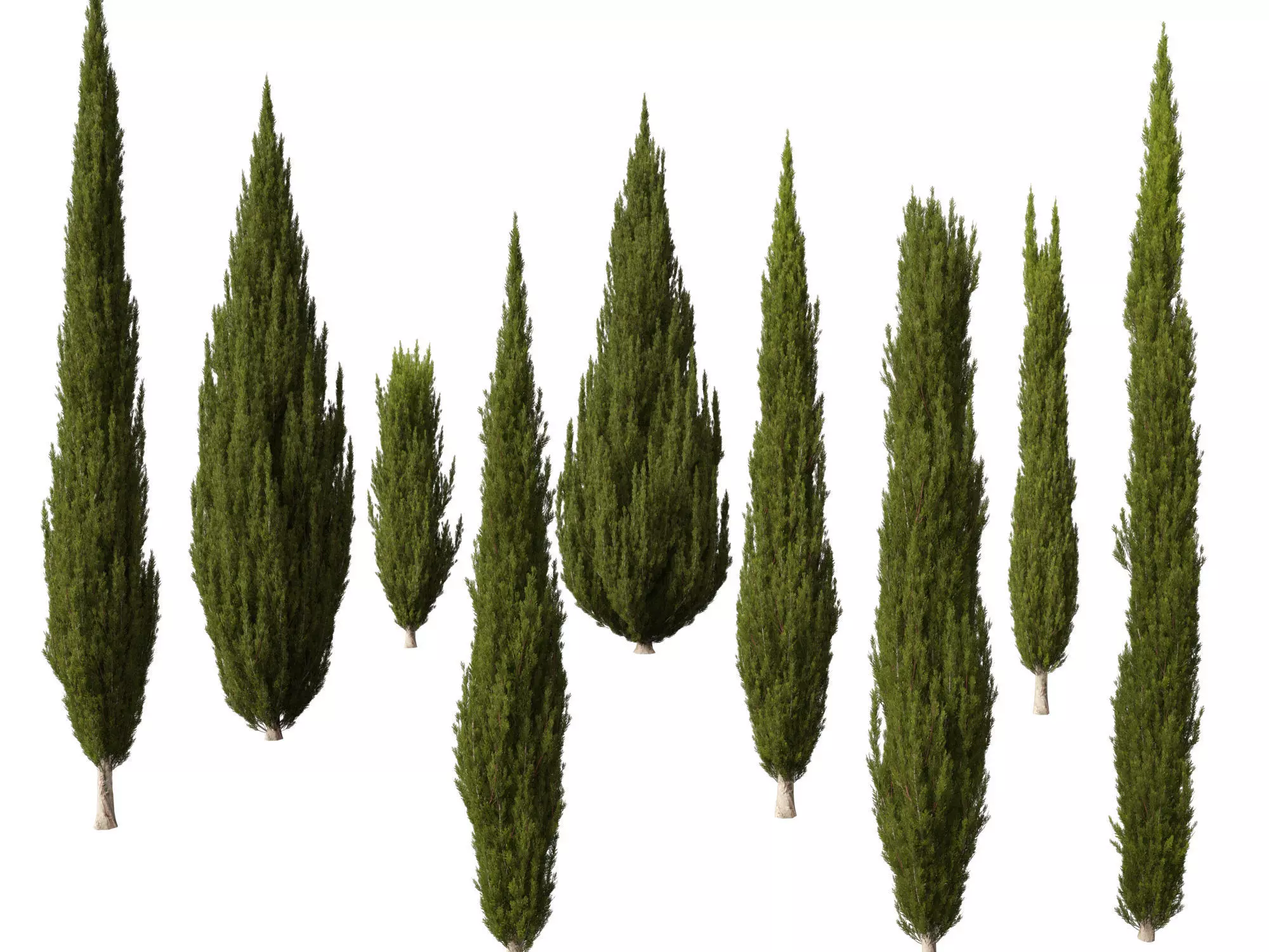 High -LowPolyCupressus sempervirens - Mediterranean cypress 02 Low-poly 3D model