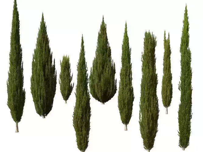 High -LowPolyCupressus sempervirens - Mediterranean cypress 02