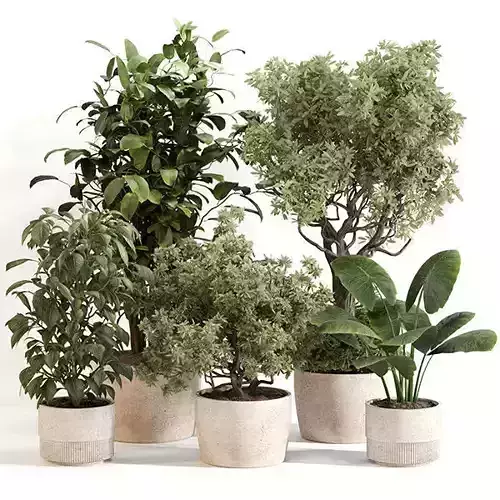 Indoor Plant Set 0152