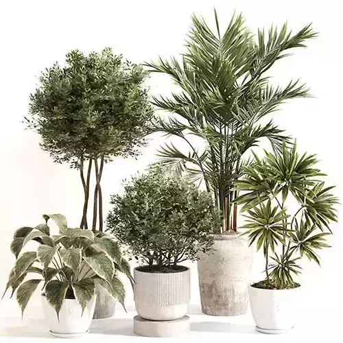 Indoor Plant Set 0153 3D model
