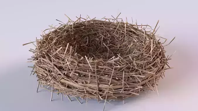 Bird Nest