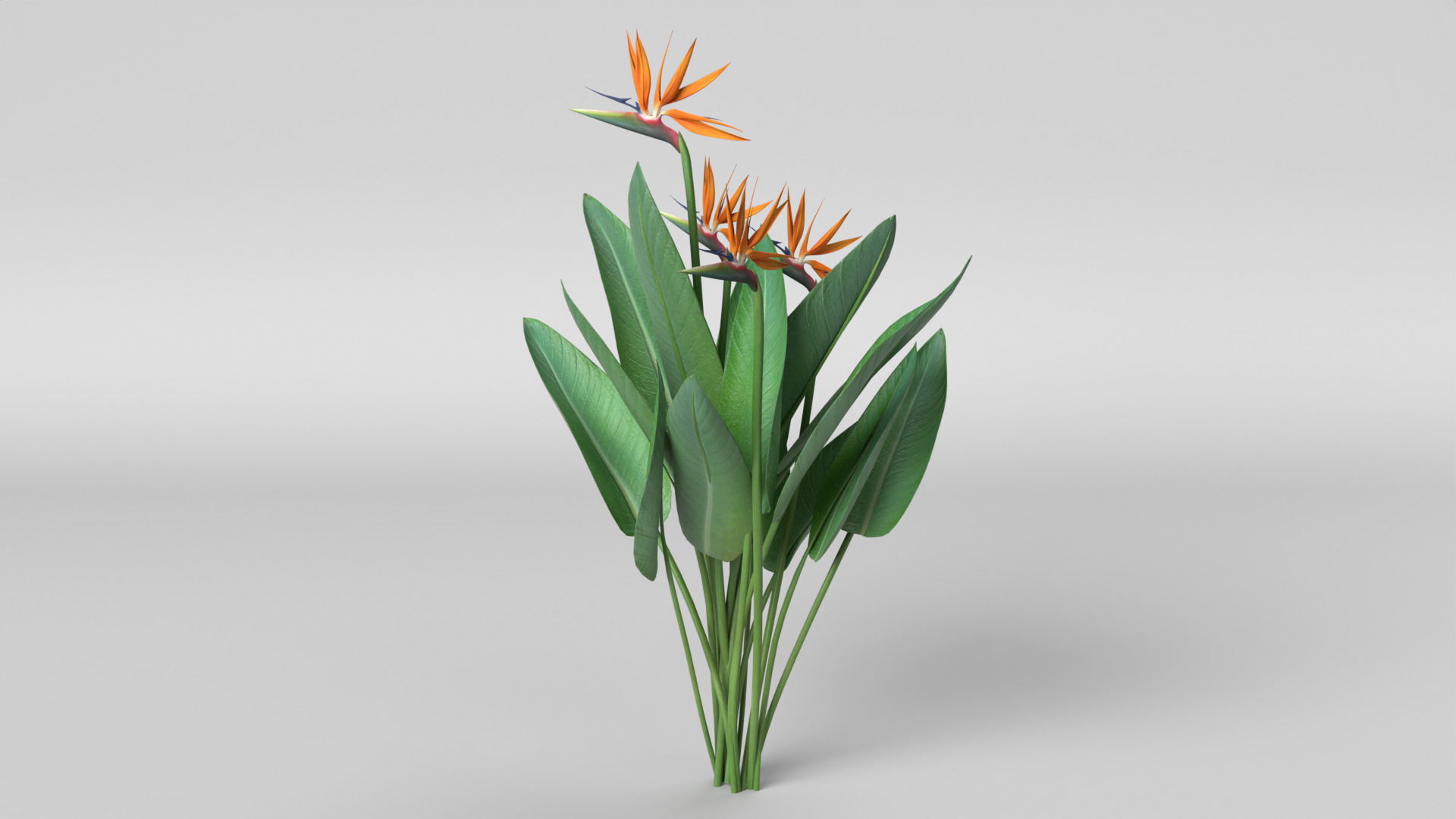 Bird of Paradise 3D model_7