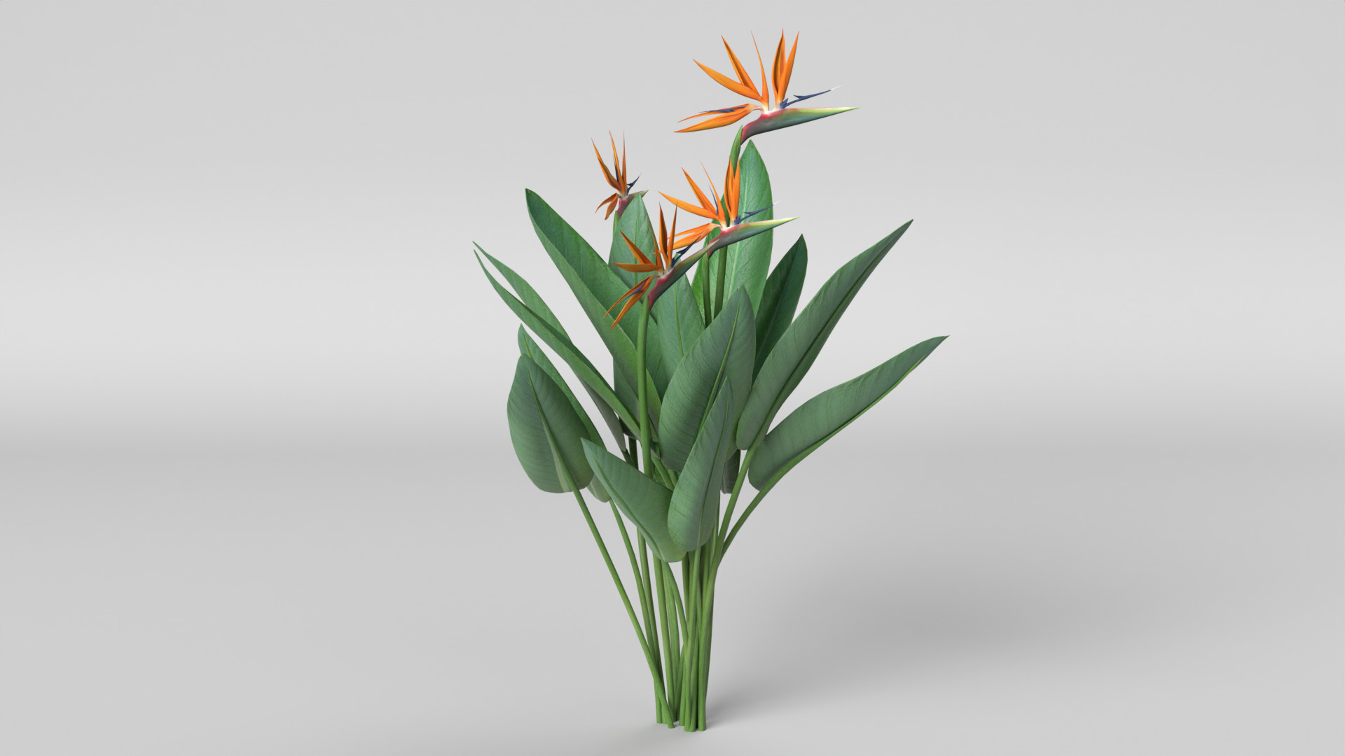 Bird of Paradise 3D model_3