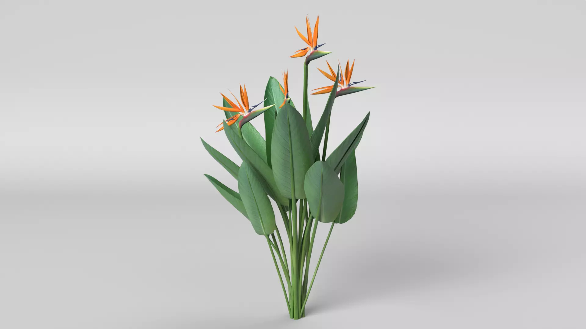 Bird of Paradise 3D model_0