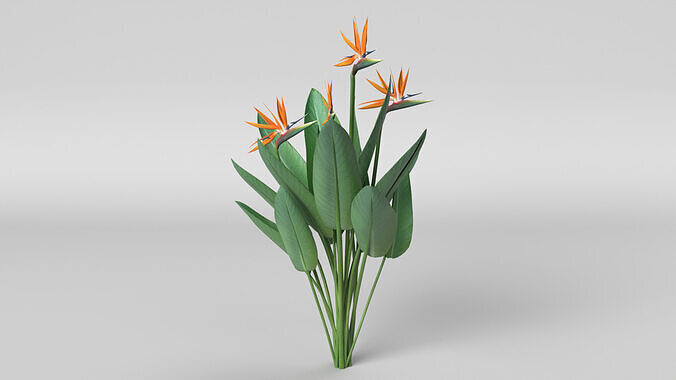 Bird of Paradise 3D model