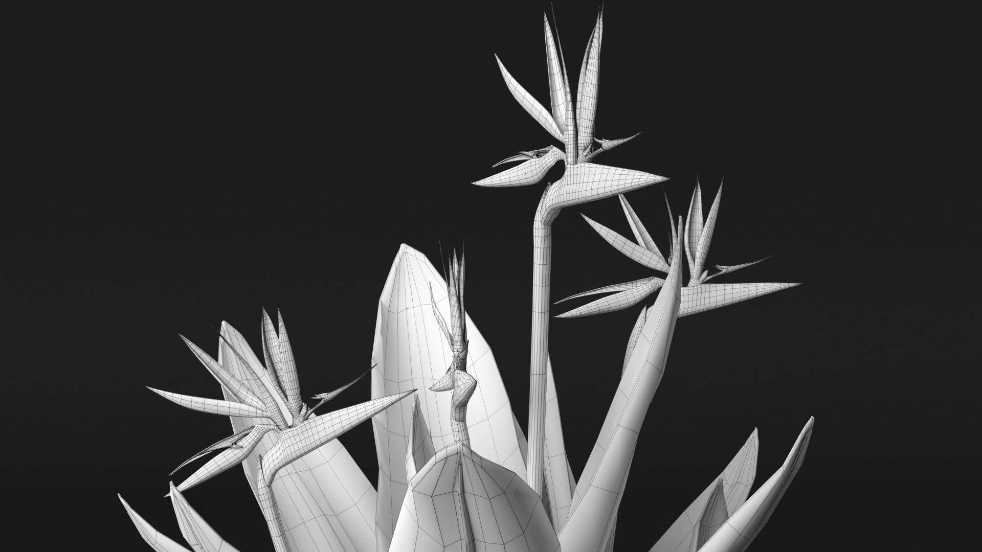 Bird of Paradise 3D model_13