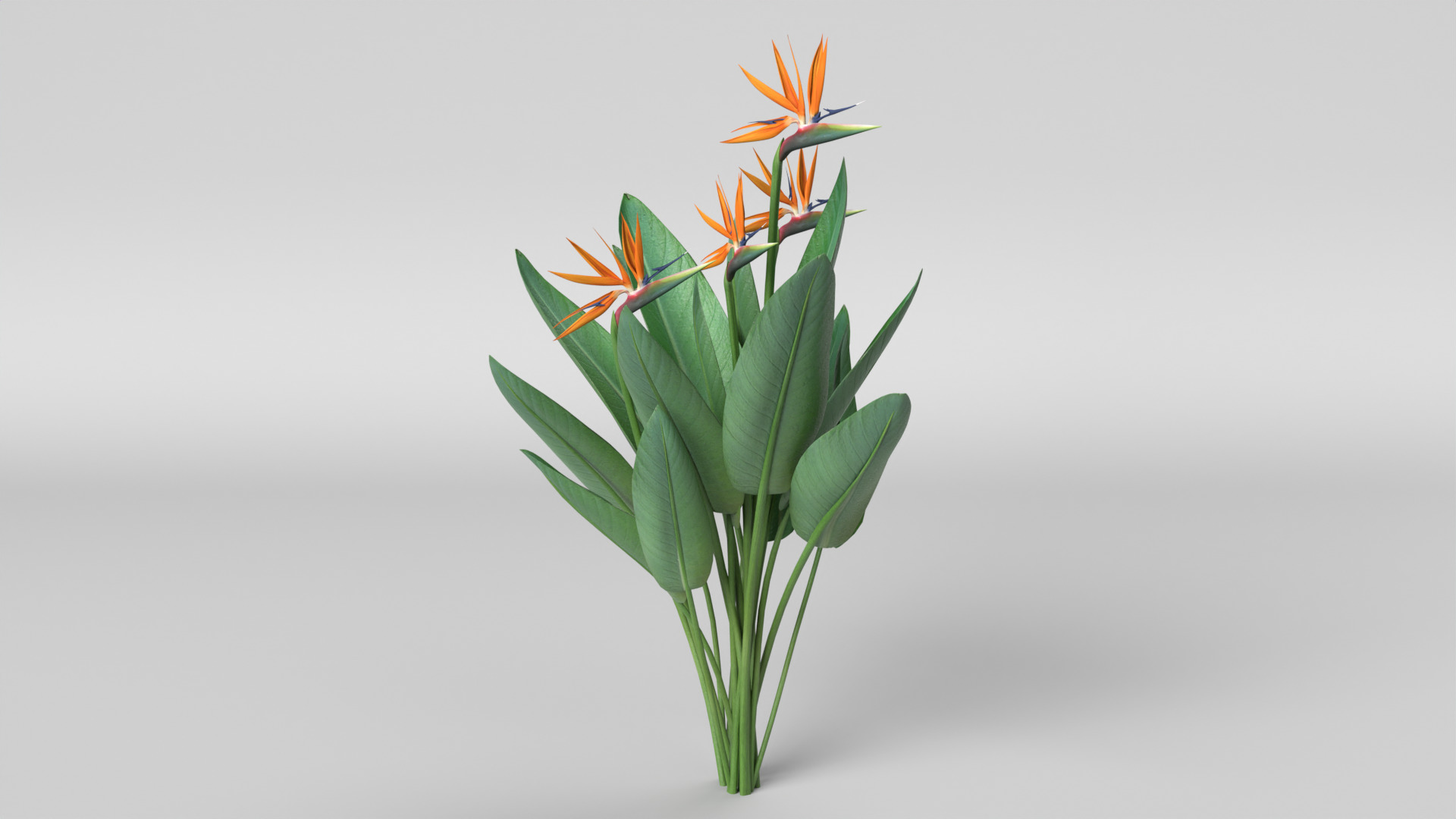 Bird of Paradise 3D model_2