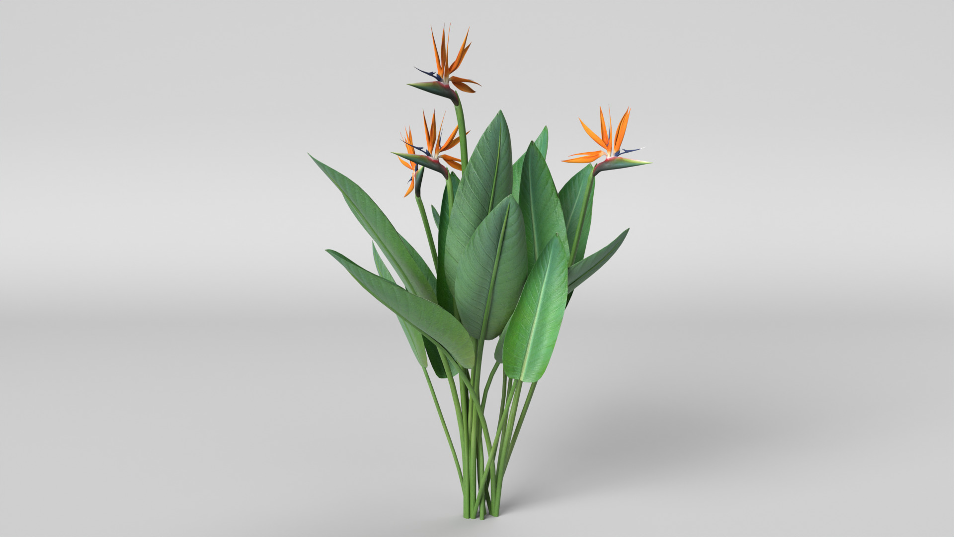 Bird of Paradise 3D model_9