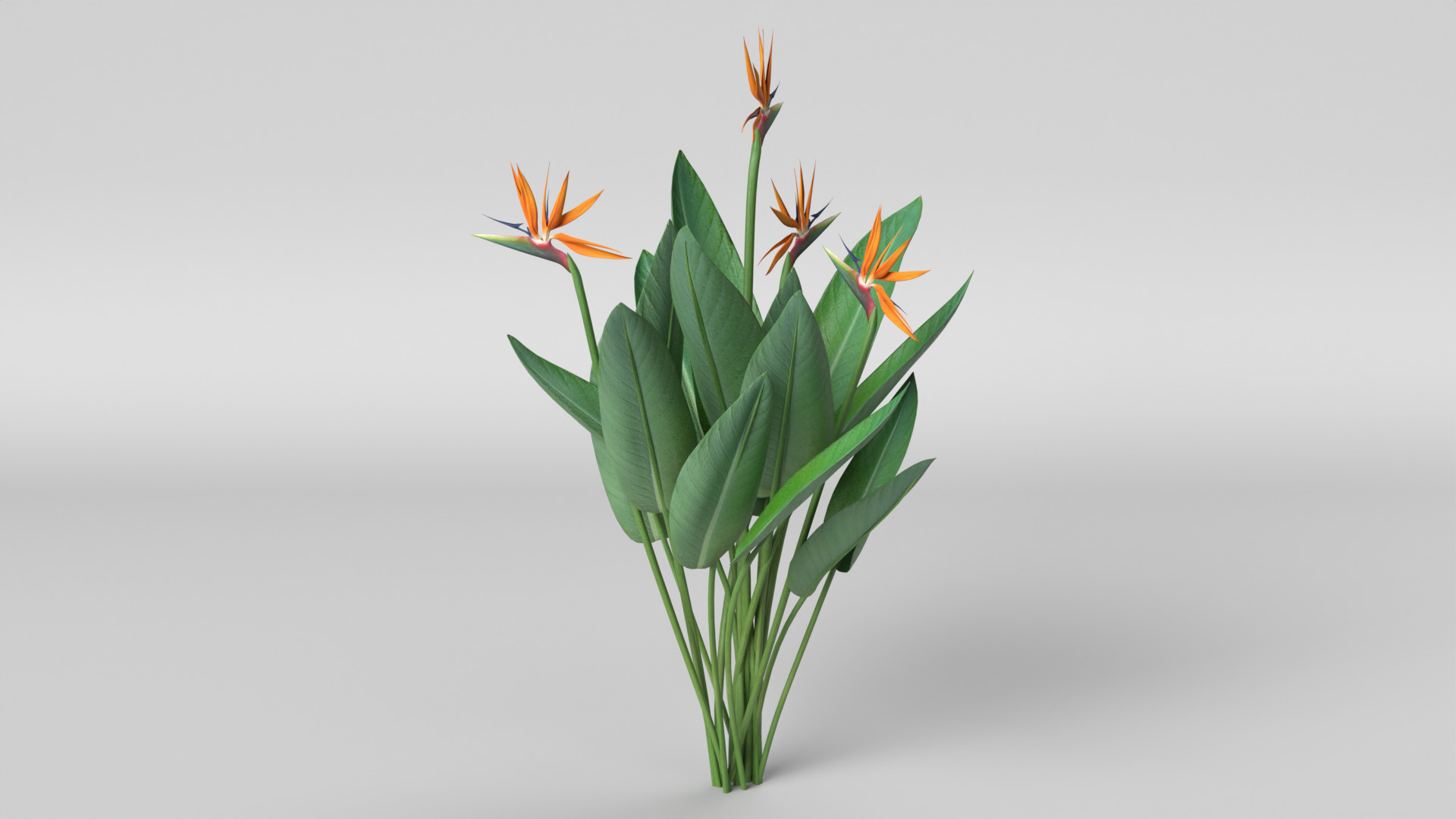 Bird of Paradise 3D model_5