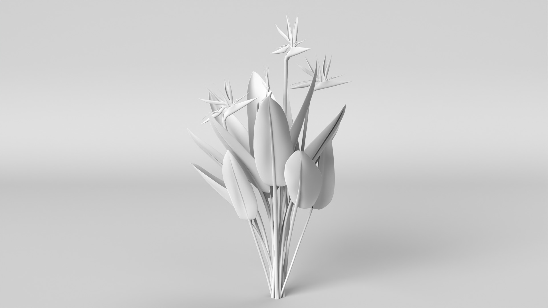 Bird of Paradise 3D model_11