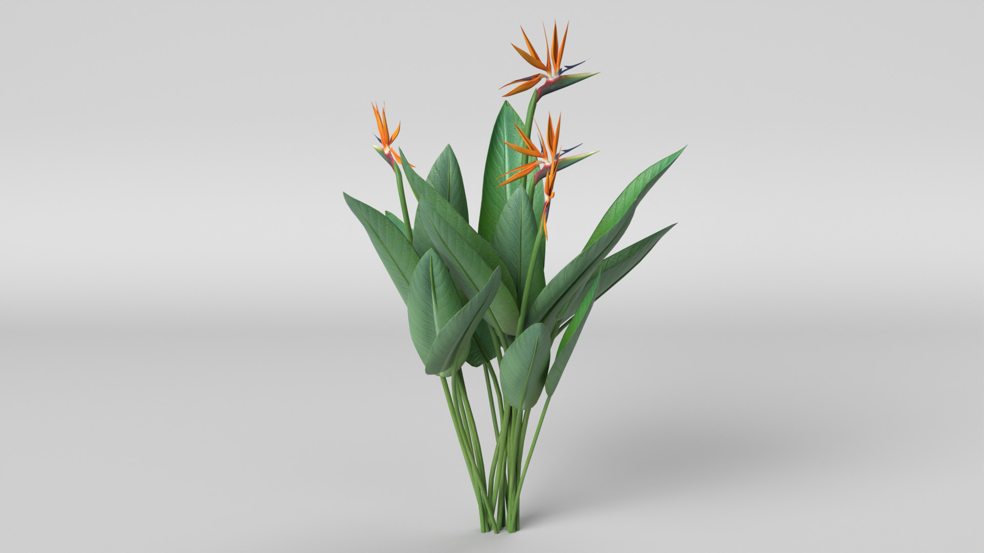Bird of Paradise 3D model_4