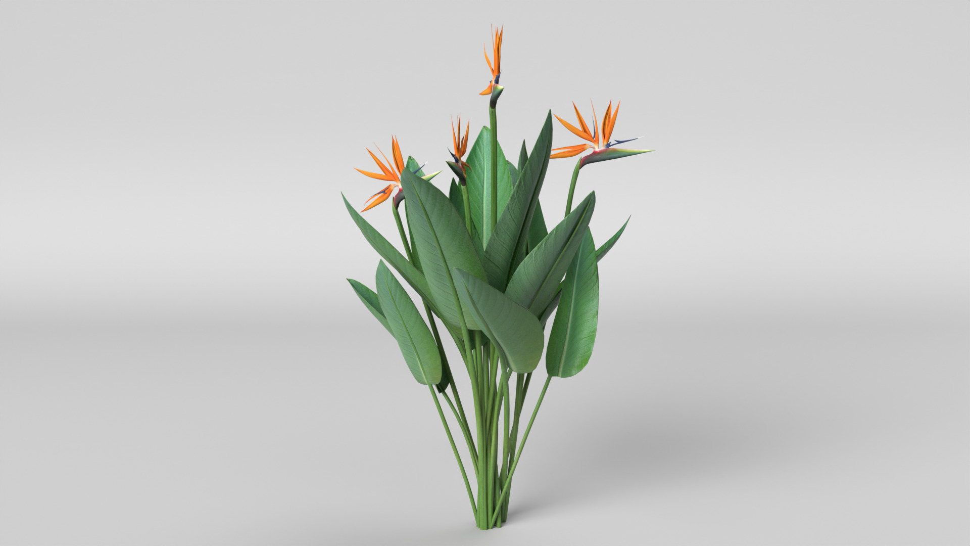 Bird of Paradise 3D model_10