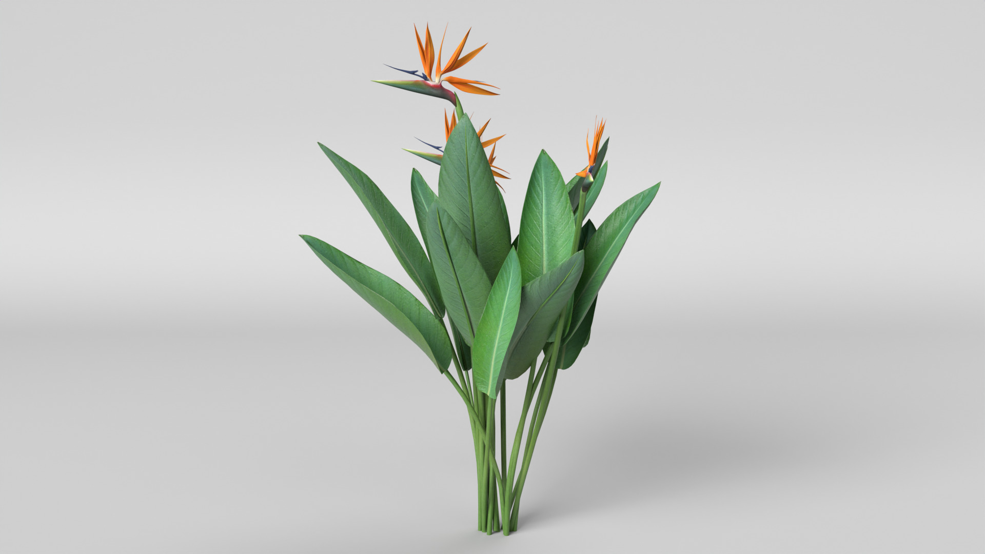 Bird of Paradise 3D model_8
