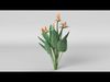 Bird of Paradise 3D model_1