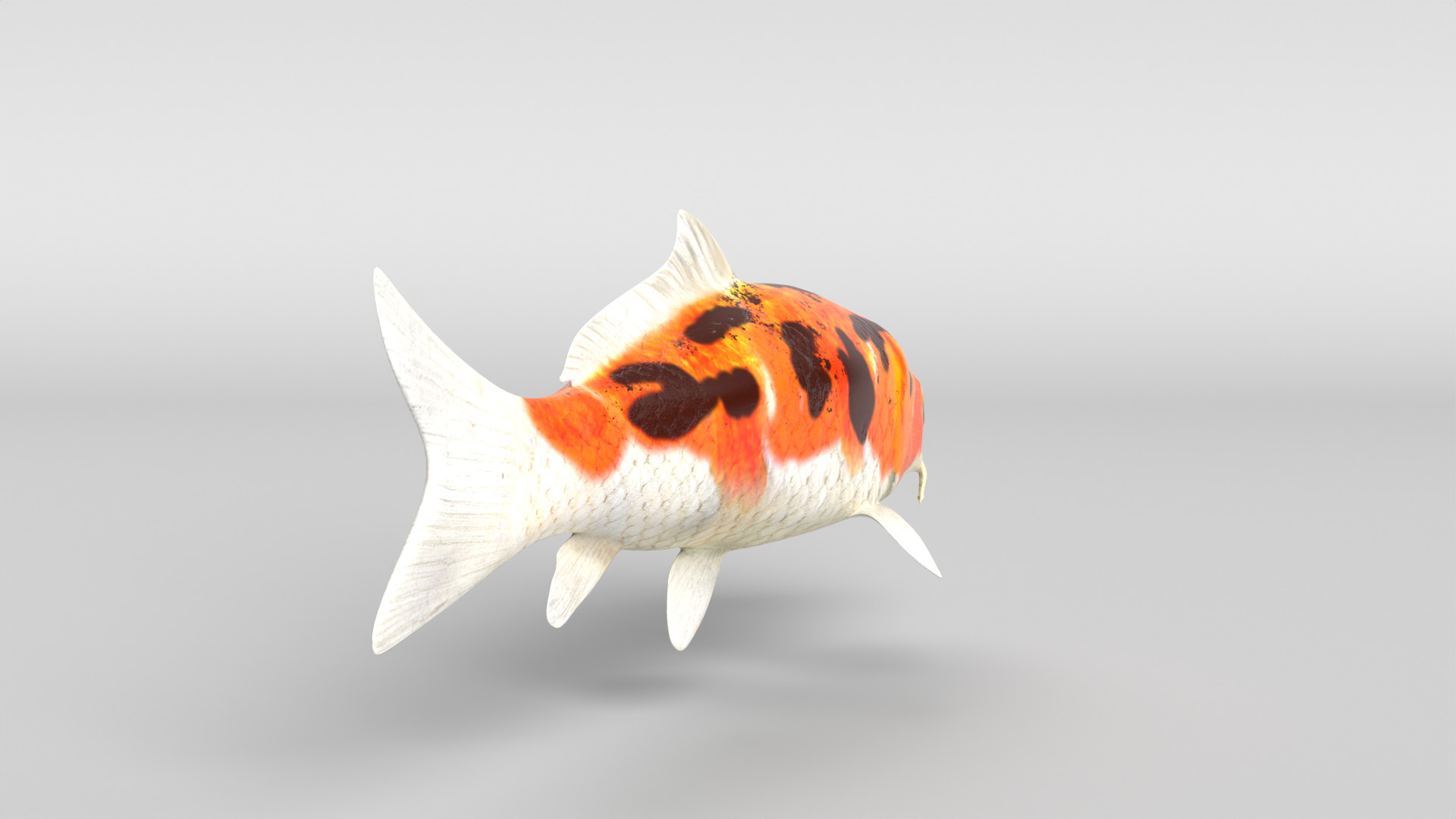 Koi Fish Low-poly 3D model_3