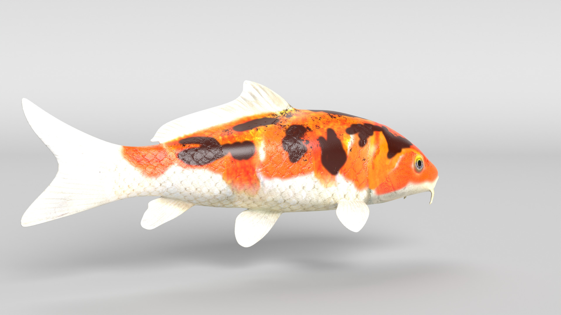 Koi Fish Low-poly 3D model_2