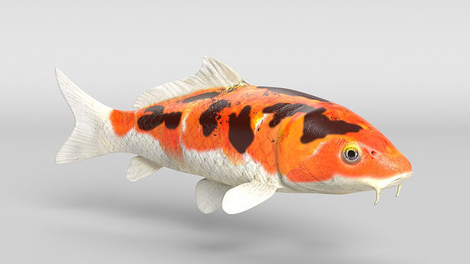 Koi Fish Low-poly 3D model