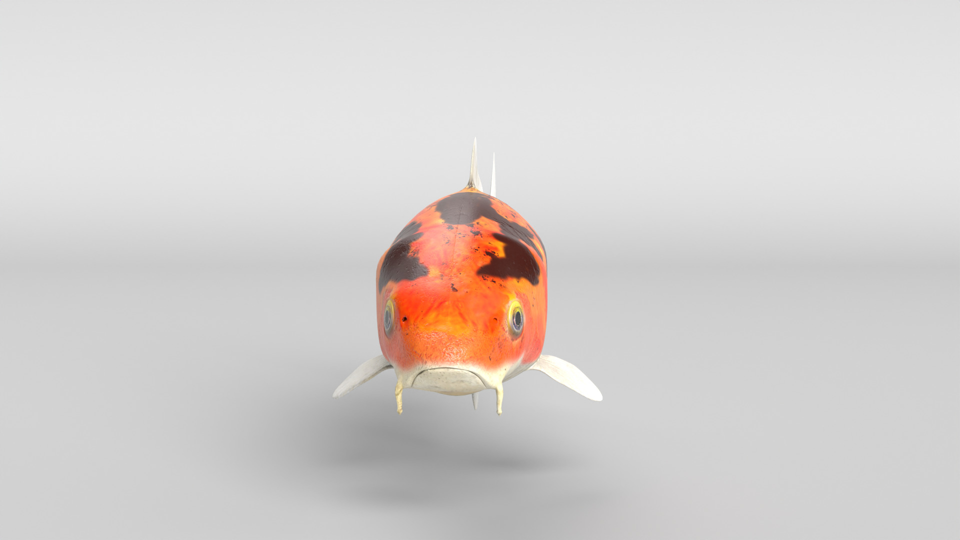 Koi Fish Low-poly 3D model_8