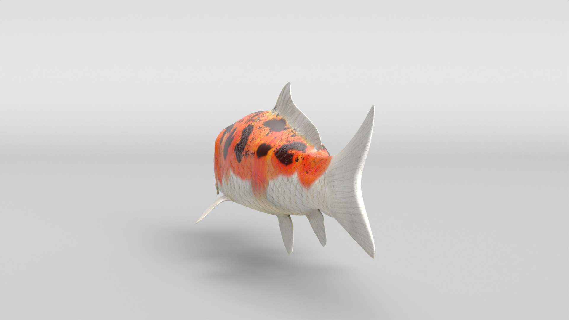 Koi Fish Low-poly 3D model_4
