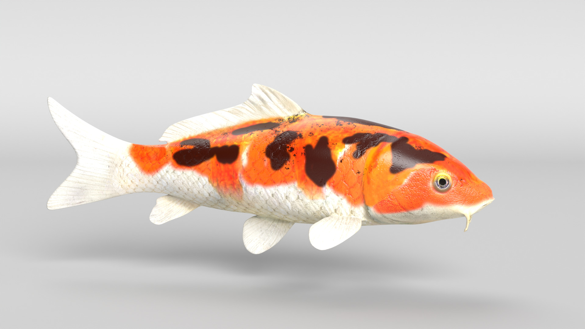 Koi Fish Low-poly 3D model_1