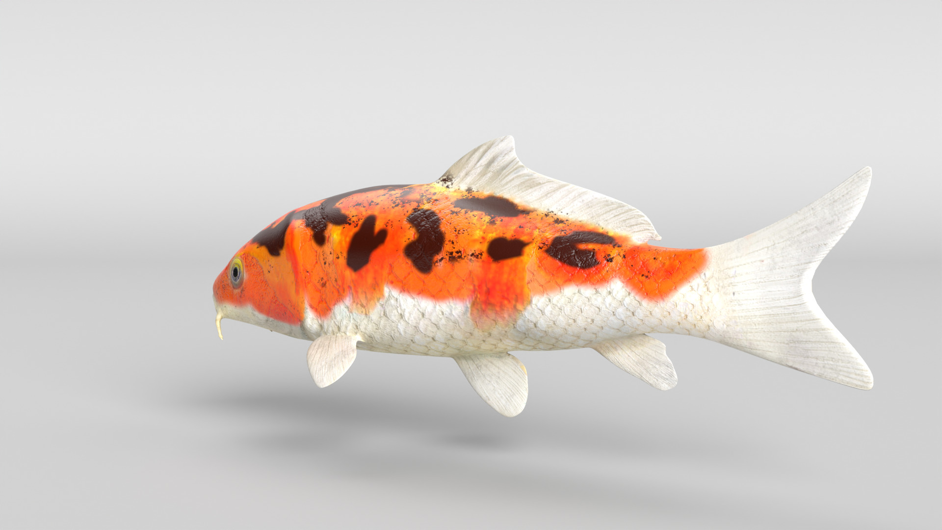 Koi Fish Low-poly 3D model_5