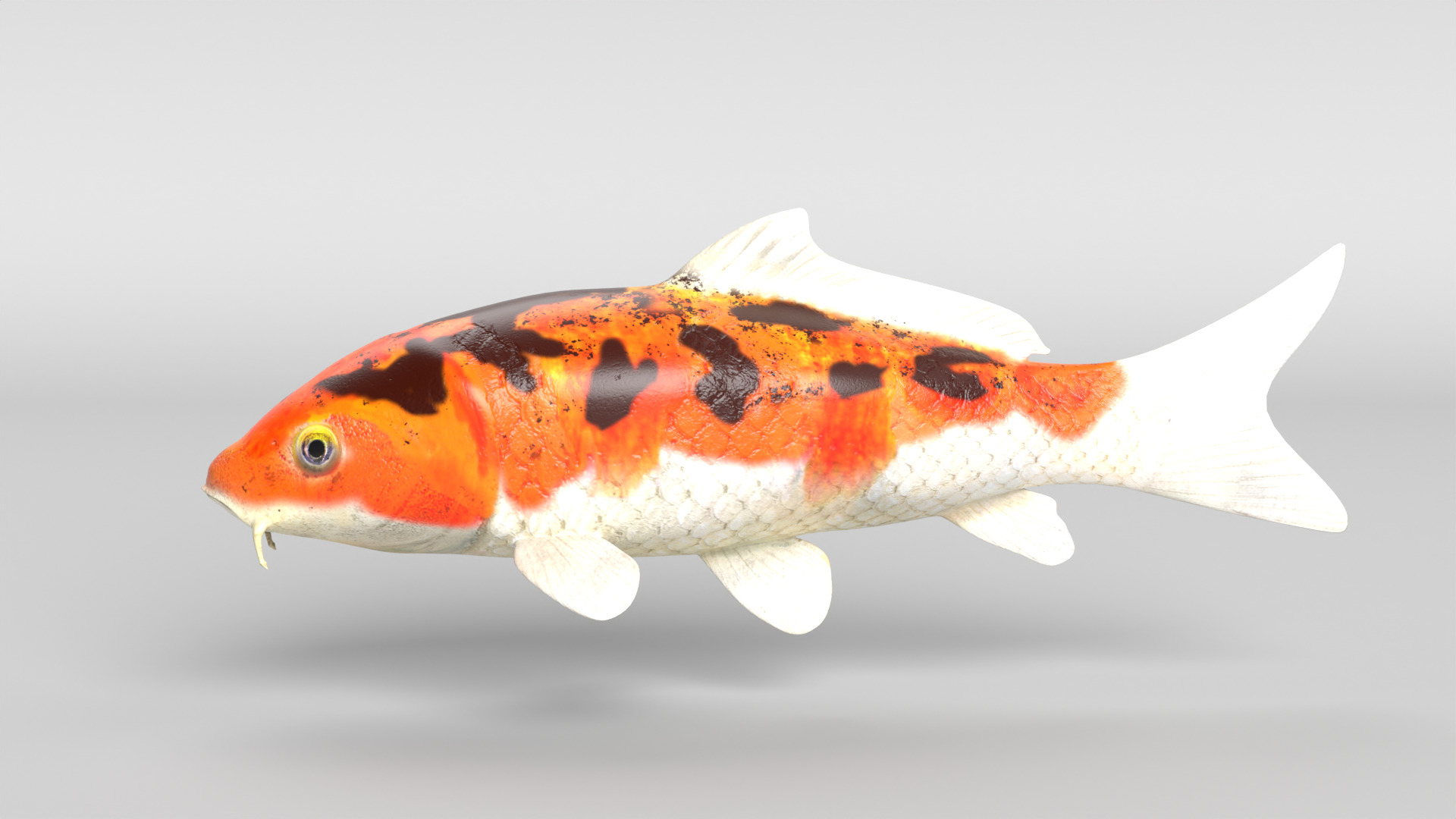 Koi Fish Low-poly 3D model_6