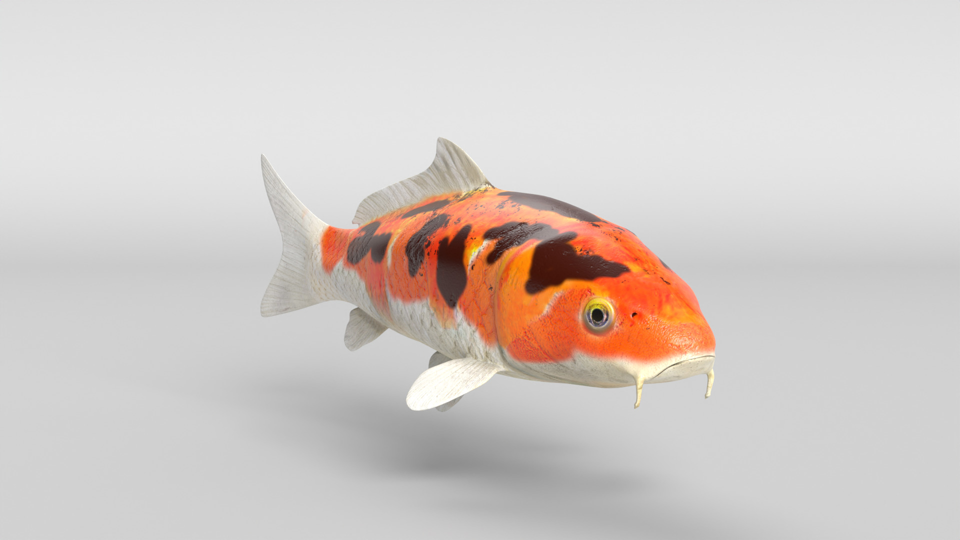 Koi Fish Low-poly 3D model_9