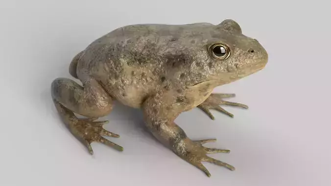 Animated Toad 3D model