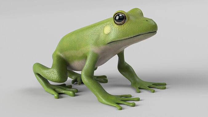 Tree Frog Low-poly 3D model