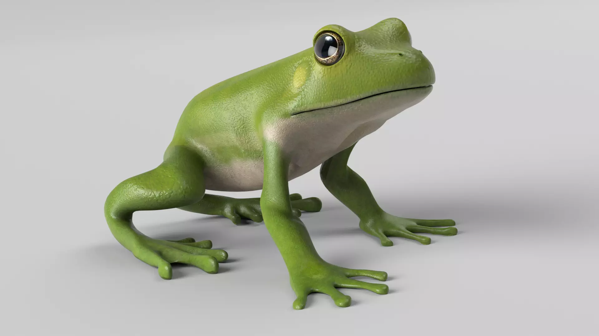 Green Tree Frog Animated Low-poly 3D model