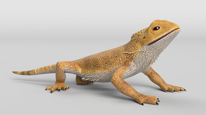 Bearded Dragon Lizard Low-poly 3D model