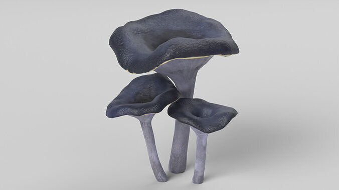 Black Trumpet Mushrooms 3D model