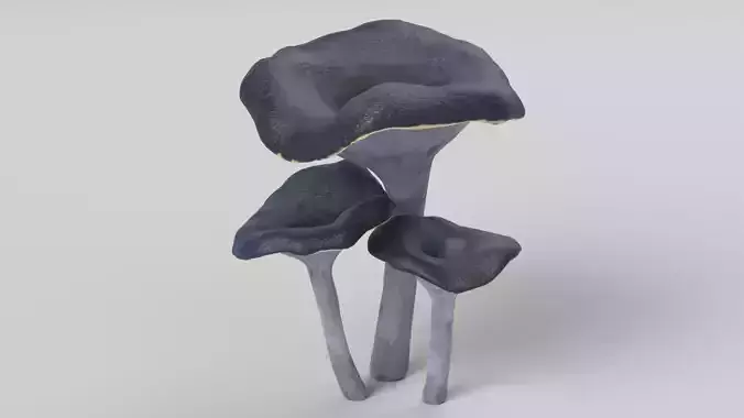 Black Trumpet Mushrooms
