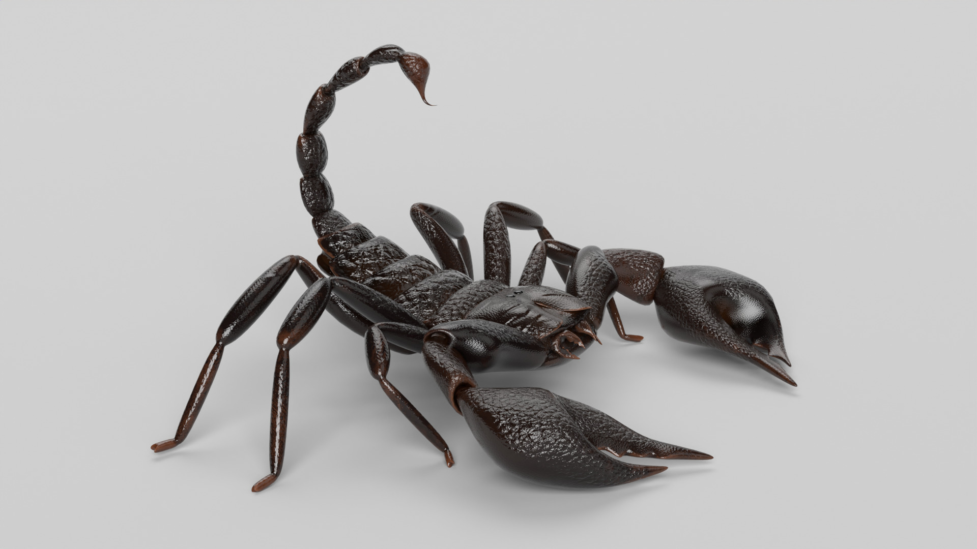 Scorpion 3D model_2