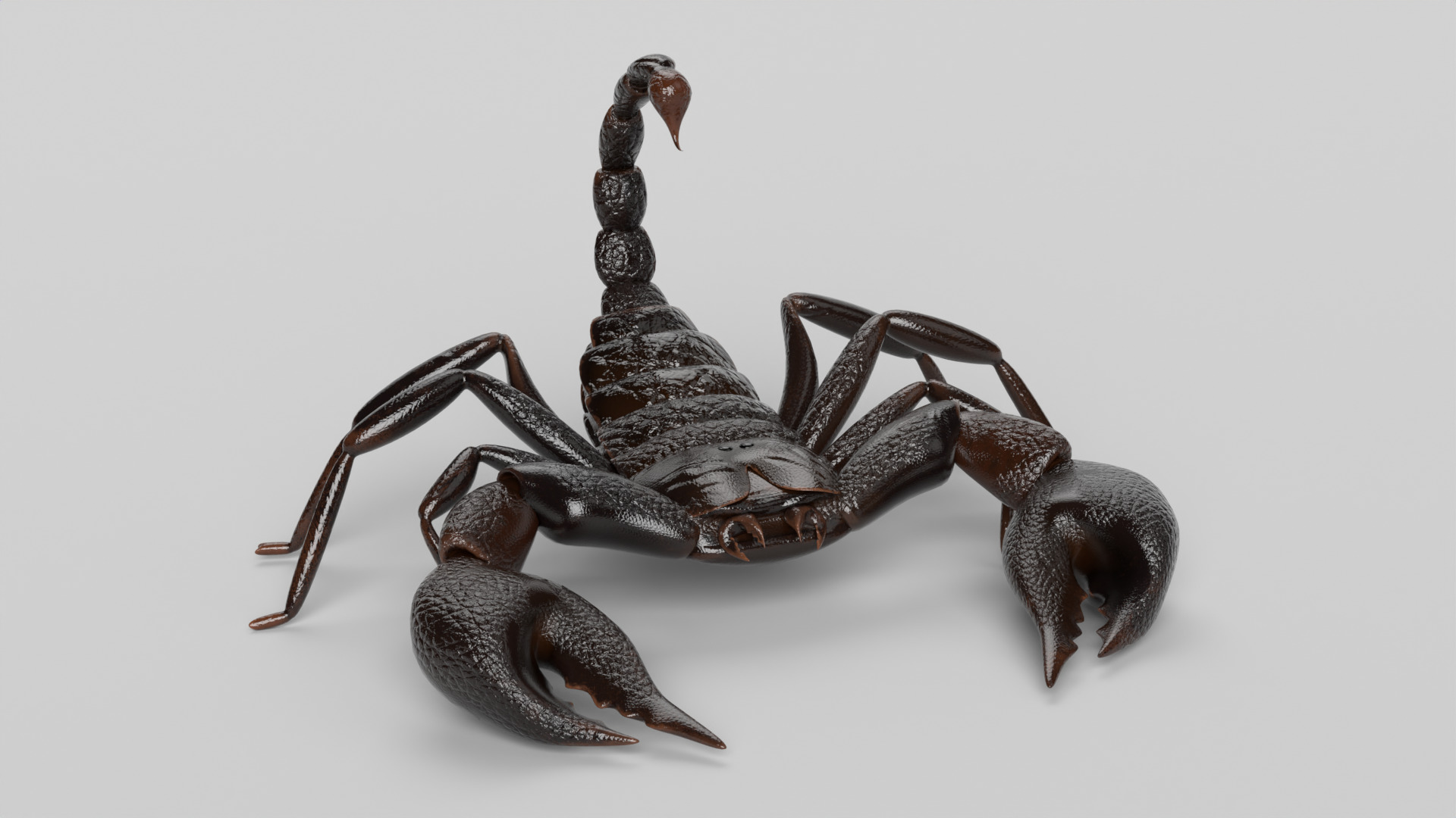 Scorpion 3D model_9