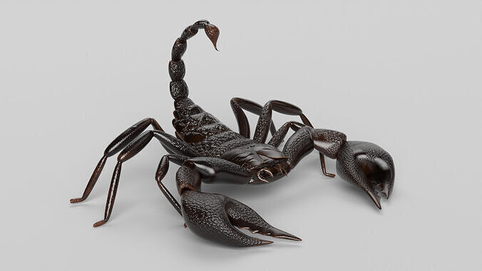 Scorpion 3D model