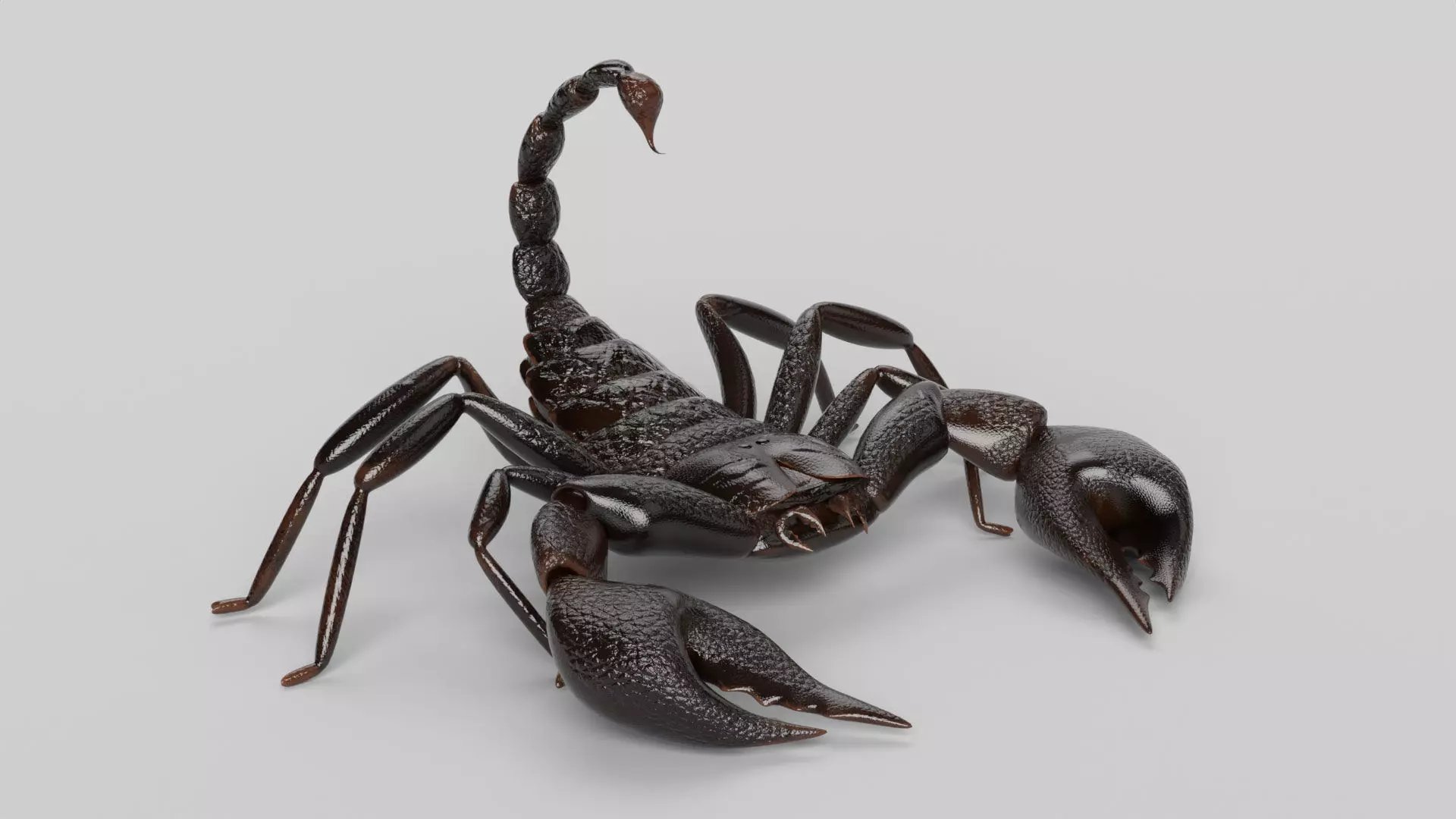 Scorpion 3D model_0