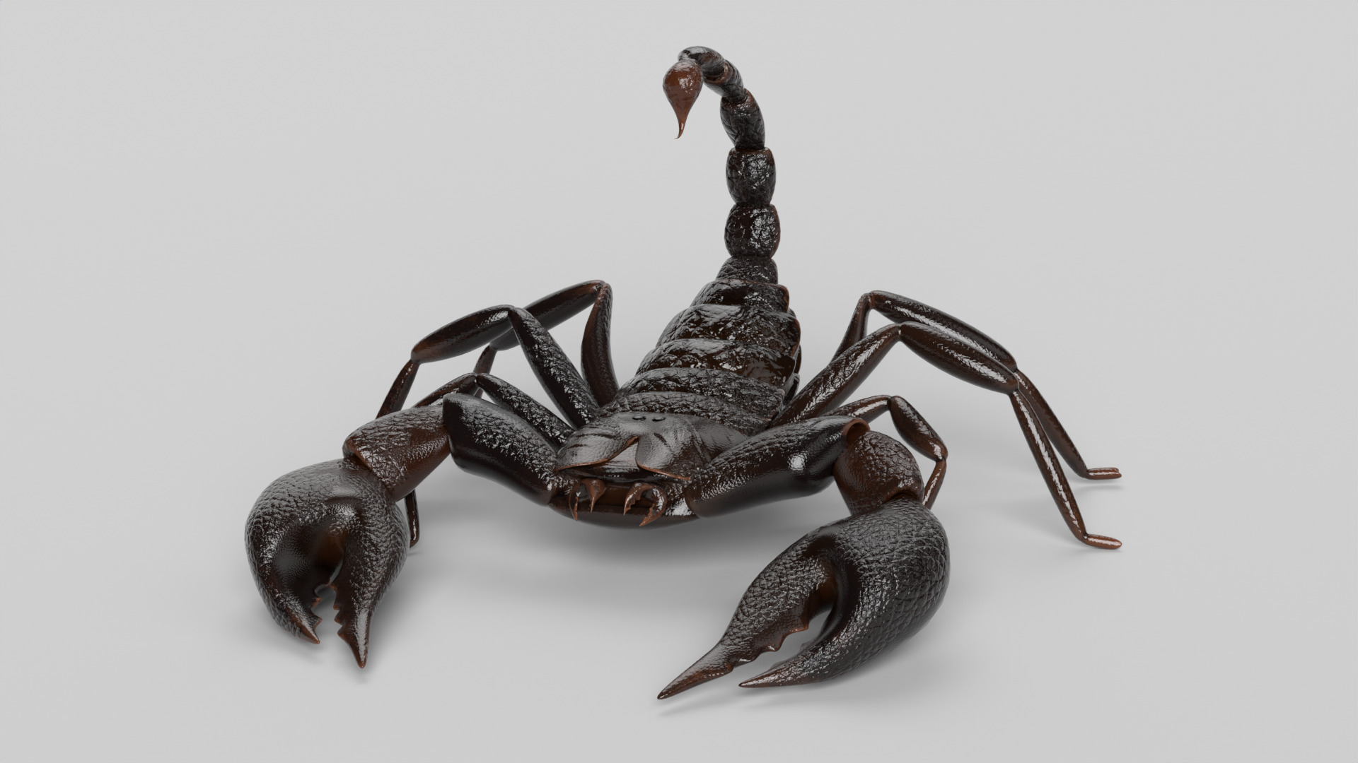 Scorpion 3D model_8