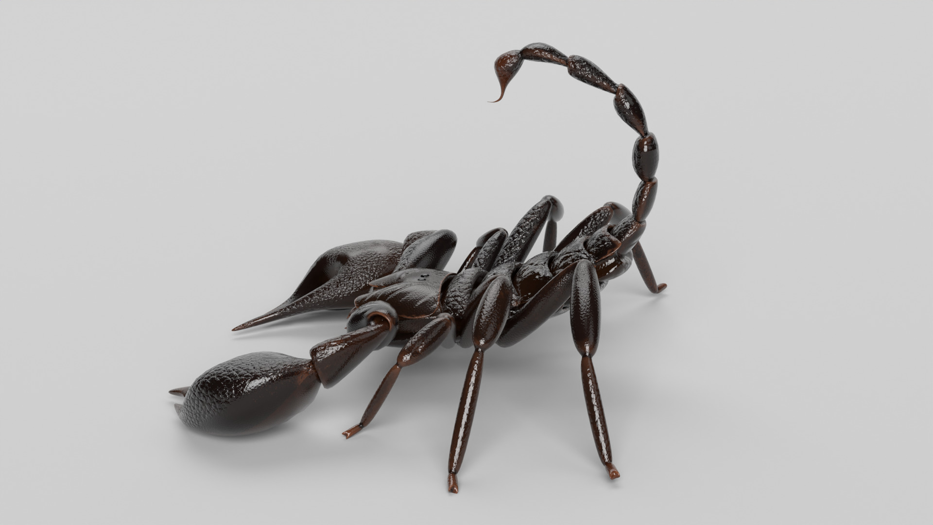 Scorpion 3D model_7