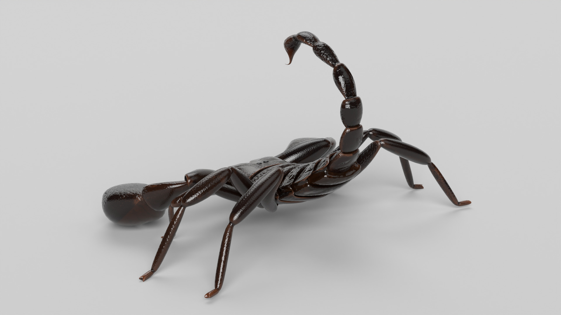 Scorpion 3D model_6