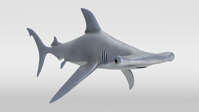 Hammerhead Shark 3D model