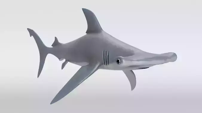 Hammerhead Shark